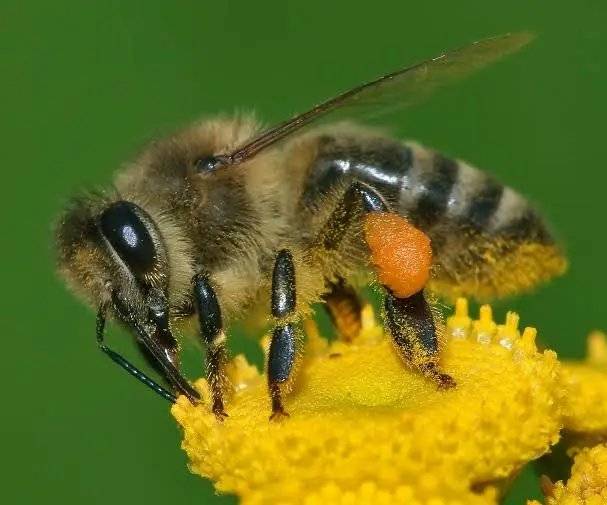 Do you know?
Honeybee can flap its wings 200 times every second.
