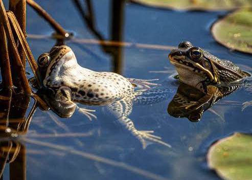 Did you know?
Some female frogs fake their death to avoid mating with males they don't want. Nature...