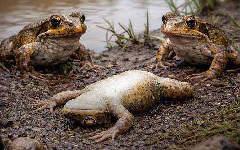 Some female frogs have been observed using clever tactics to avoid persistent males during the breed...