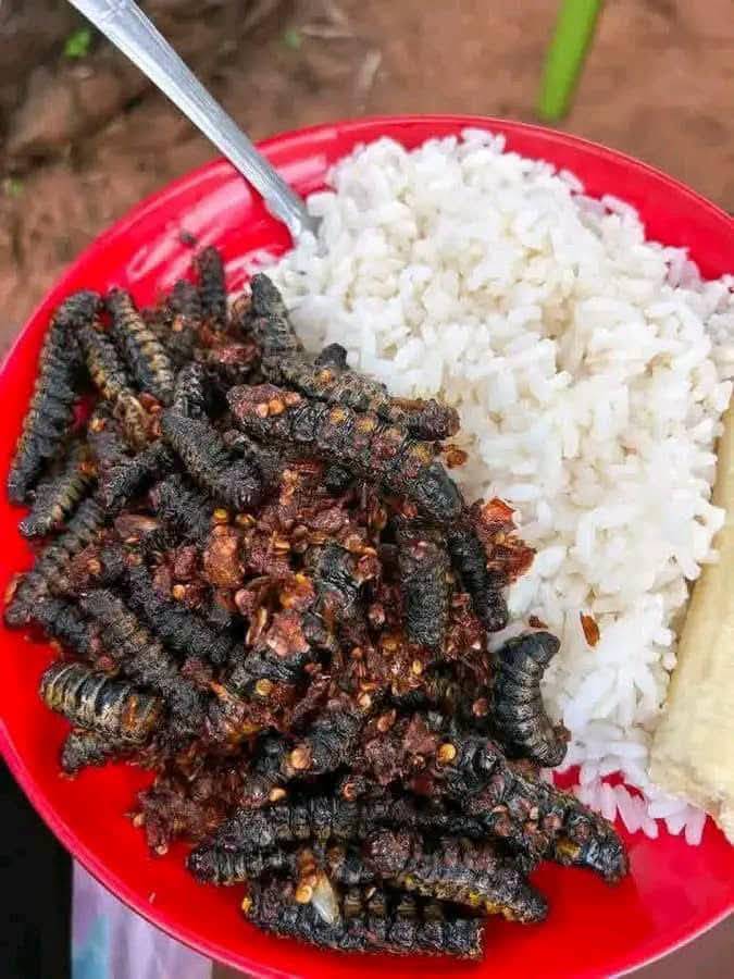 Not every meal is for everyone... but for those who know, this is a delicacy. Would you dare take a...