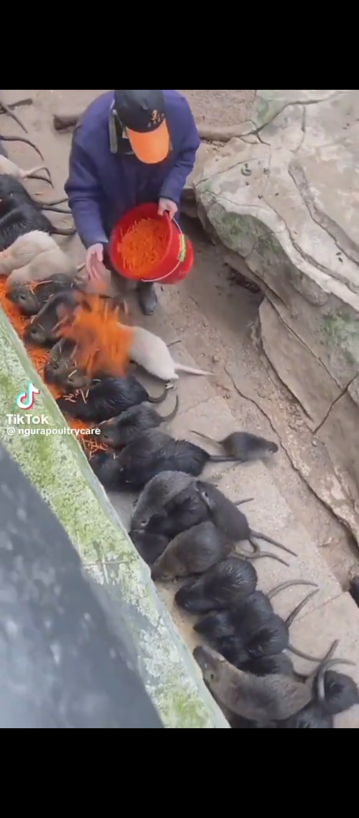 This is a semi intensive Rat Farm
It is an affordable source of protein
They are prolific (gives...