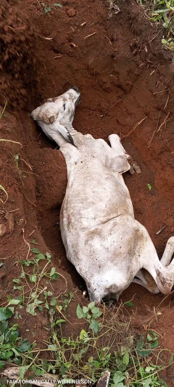 I once had a cow die unexpectedly on the farm. Since I didn't know what caused its death, I instruct...