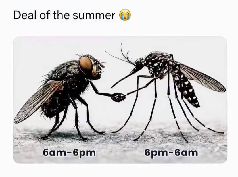 The deal is done ๐๐พ mosquitoes is taking over for now till 6 #LekeeLekee
#Trending