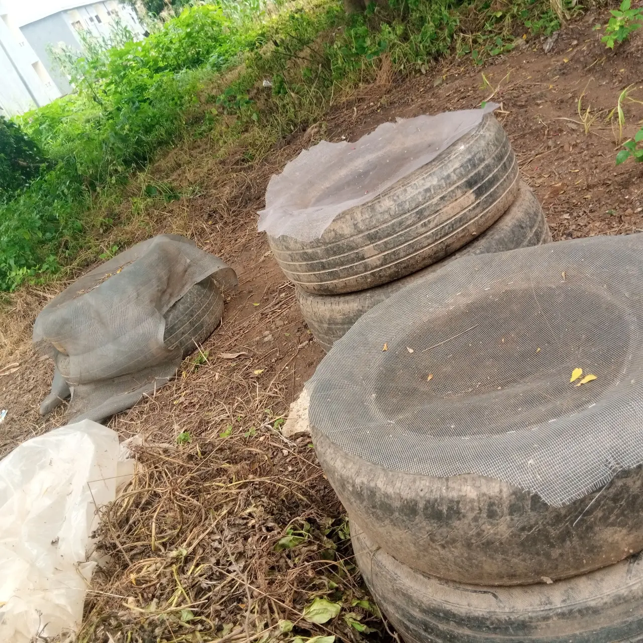 Permit me to introduce you all to my Snail Farm, guys, yes, I enjoy Engaging in farming activities a...