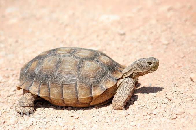 What have you heard about this honorable creature, tortoise?
#AfricanTales