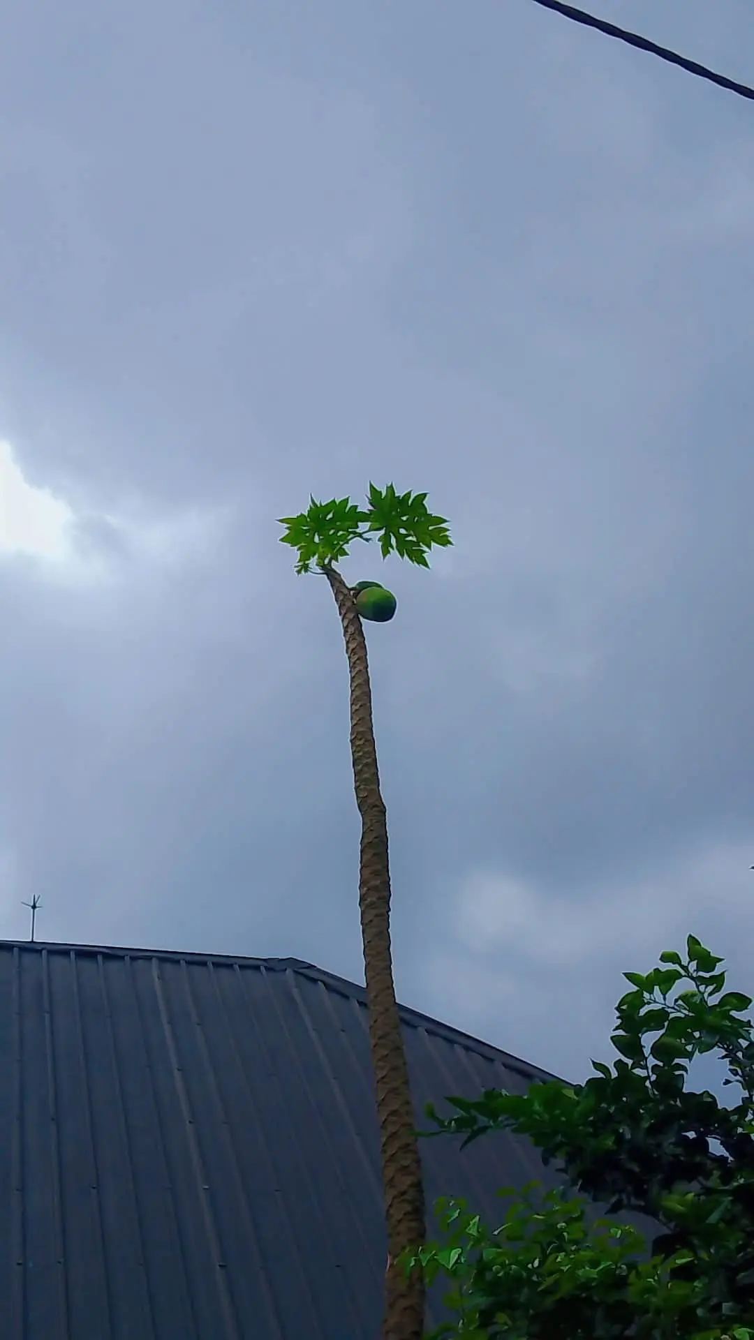 Make una give this pawpaw tree name ??
#LekeeLekee #Trending #Viral #NaijaPride #LekeeLekeeFamily