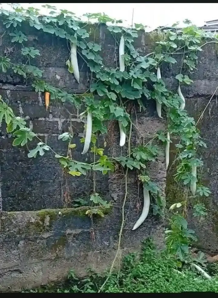 Someone came to plug this beside our compound, when I asked him what he wants to use it for, he said...