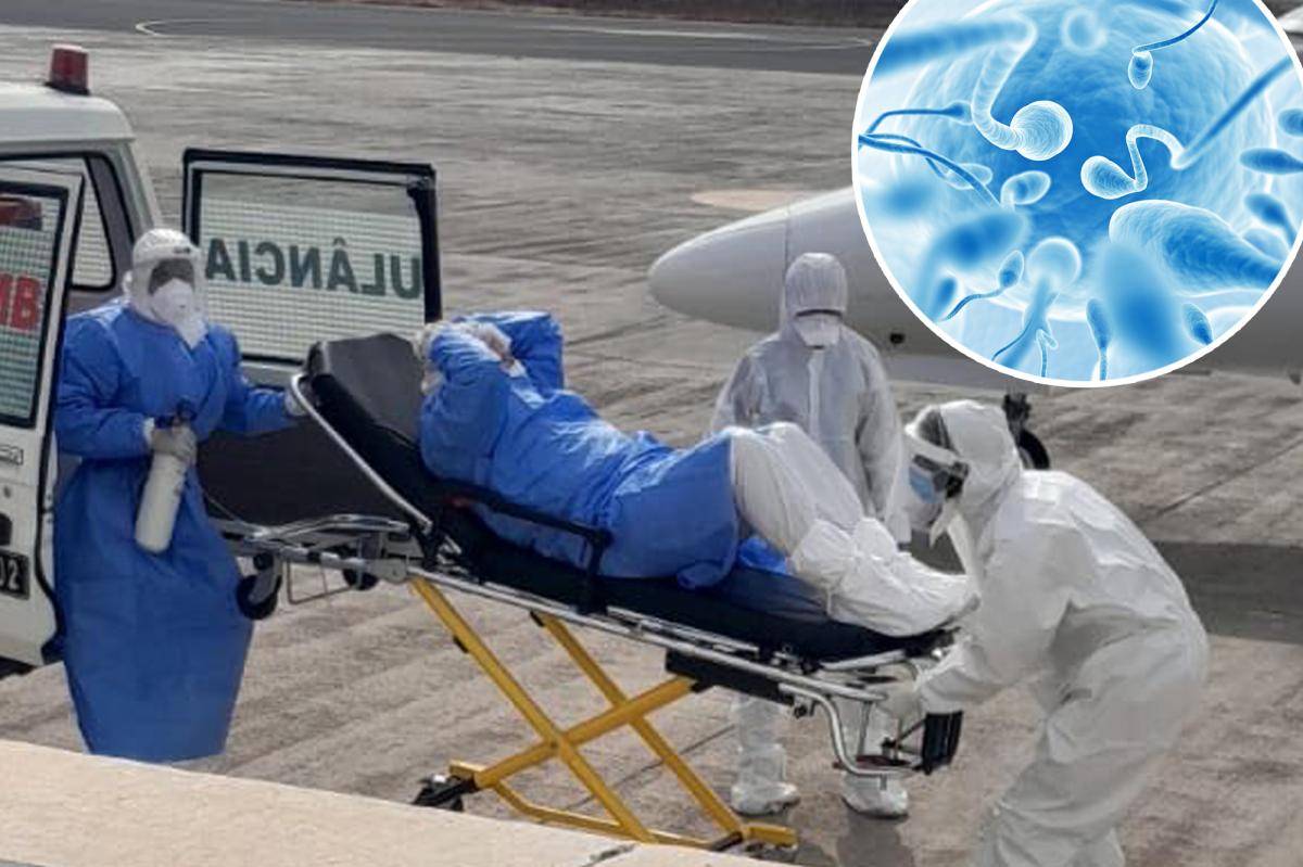 Contagious hantavirus strain may stay in human sperm for six years - and turn into an STI trib.al/Kl...