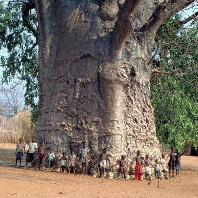 This 2,000 year old tree is located t Zwigodini Village of Mutale in Limpopo, South Africa.
Venda p...