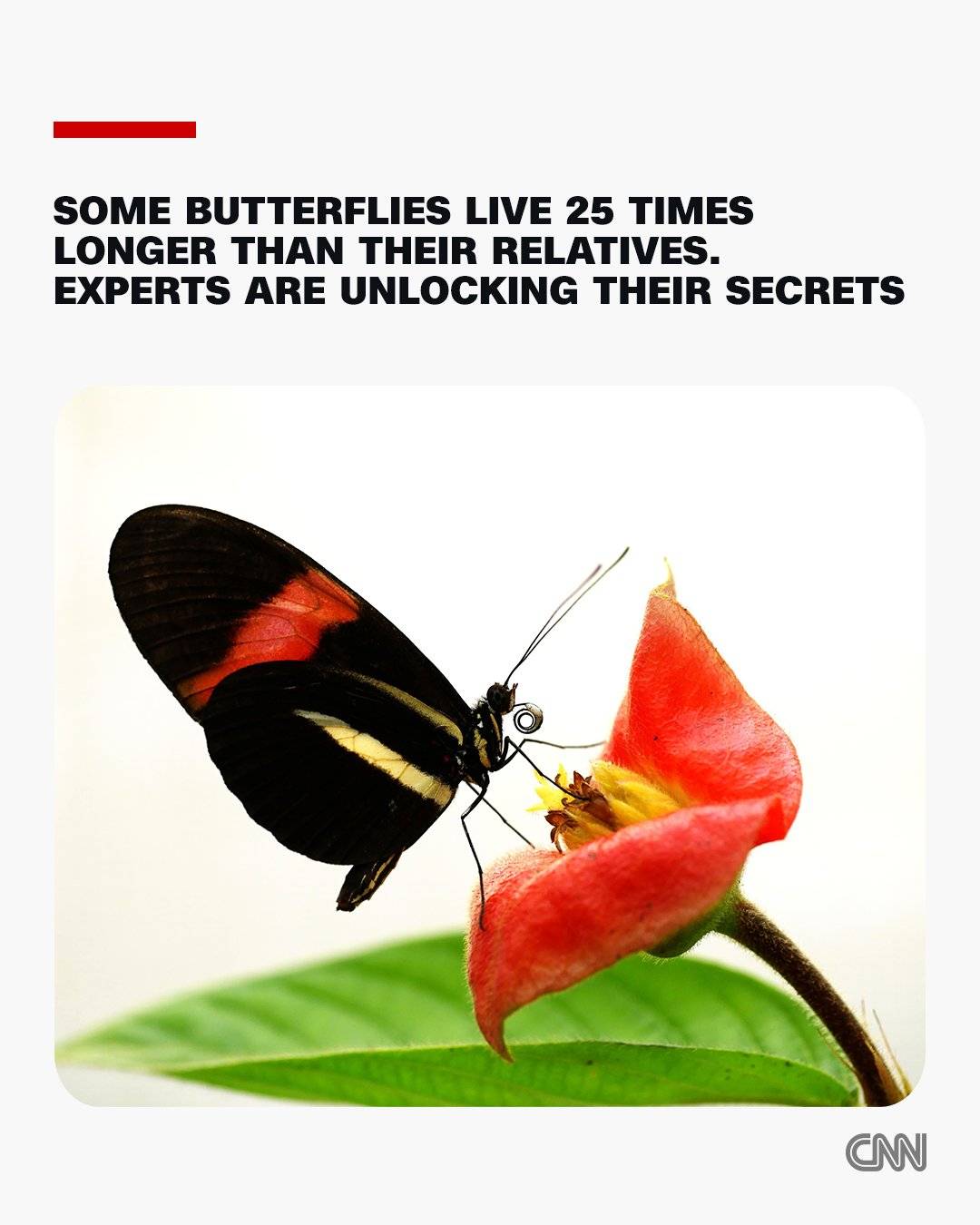 Most butterflies live a short time, fluttering between colorful flowers for a few weeks before dying...