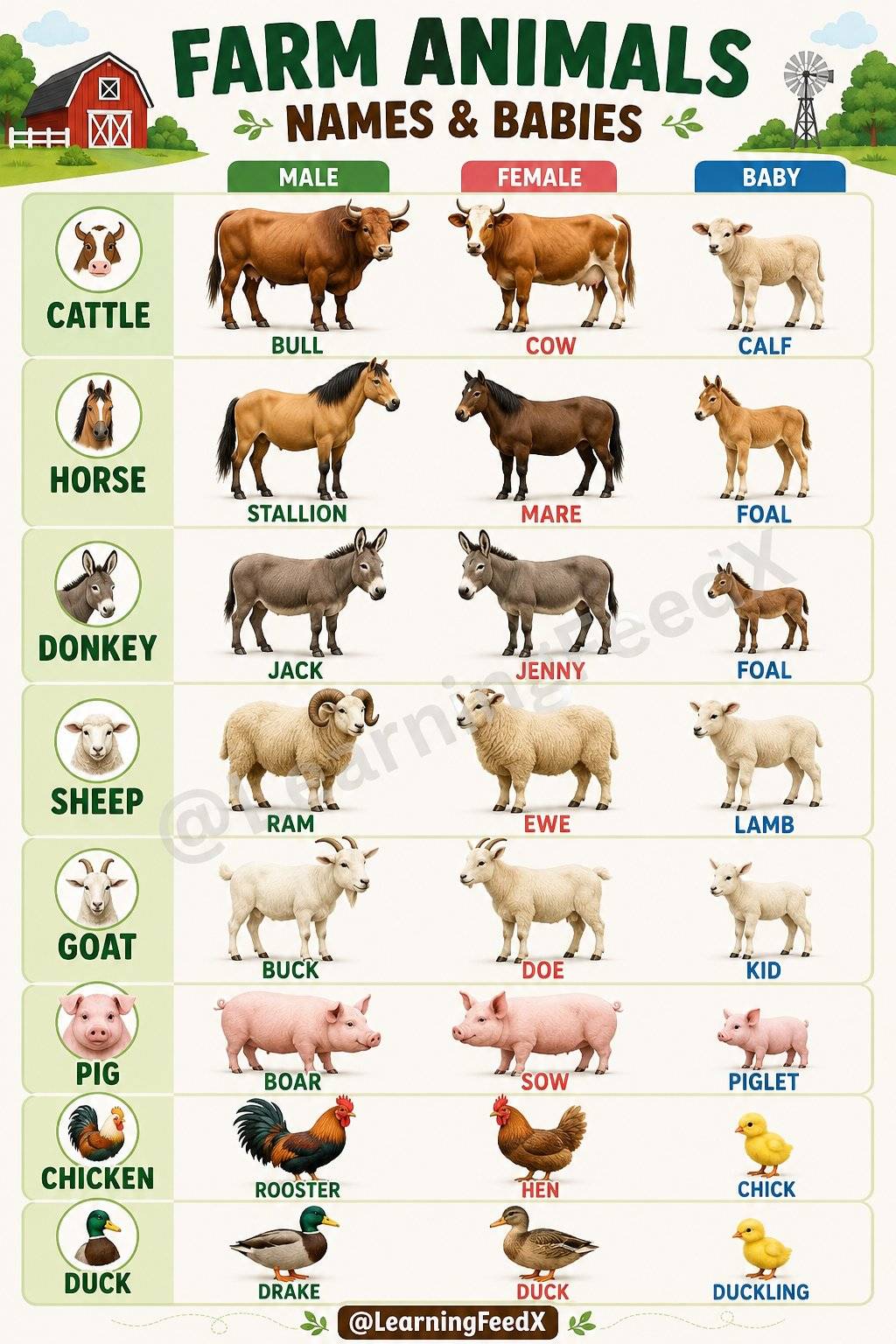 Animal Names: Male, Female & Baby