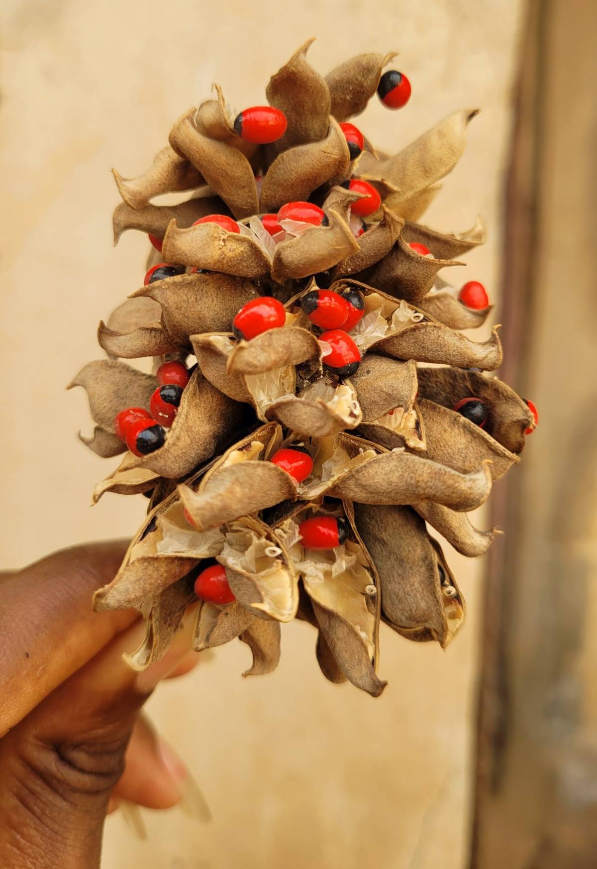 What's this call in your language 👇✍