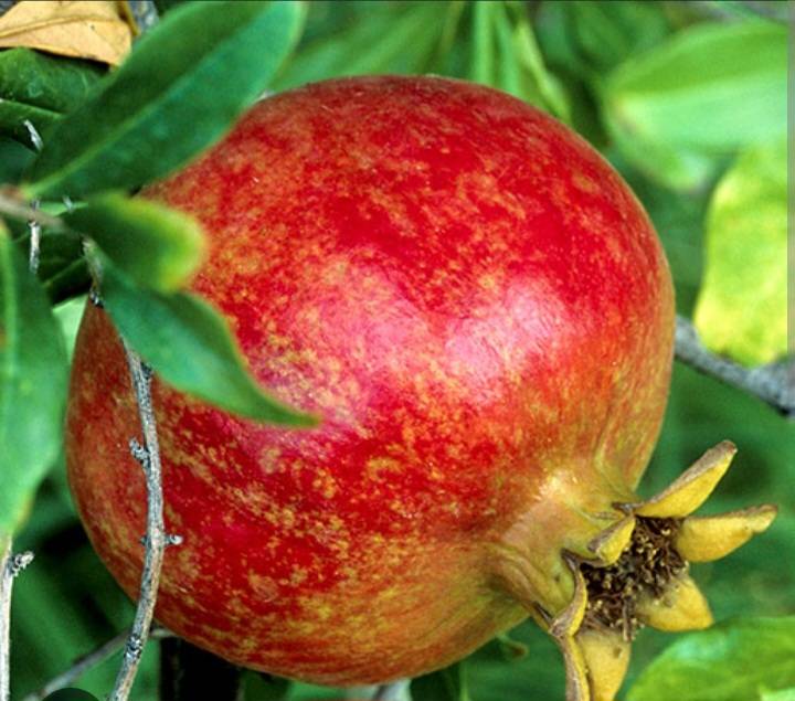 The Pomegranate: Nature's Most Dramatic Superfruit ๐ทโจ
Did you know this ruby-red jewel has been b...