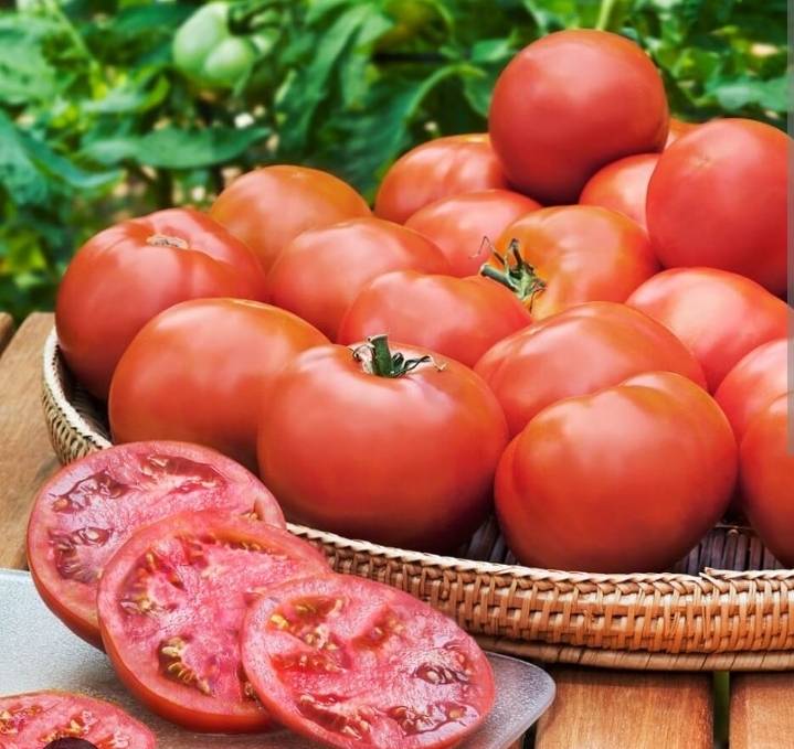 ๐
TOMATO: The Fruit That Fooled the World! ๐
Did you know the tomato was once FEARED in Europe? W...
