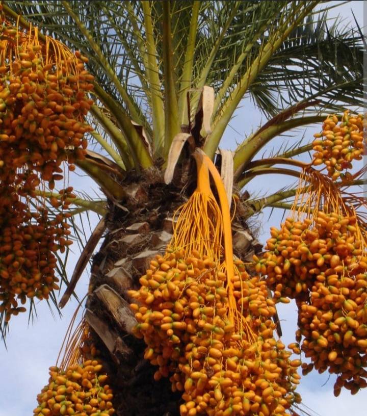 The Humble Date: Nature's Candy That Built Civilizations ๐ด
๐ A History Sweet Enough to Write Home...