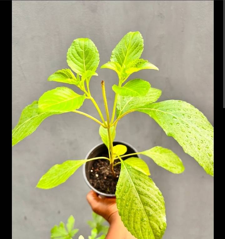 ๐ฟ EFIRIN! NCHANWU! DAIDOYA! THE LEAF WEY DEY SAVE LIVES, BUT WE NO DEY TALK AM! ๐ฟ
Make I tell you...