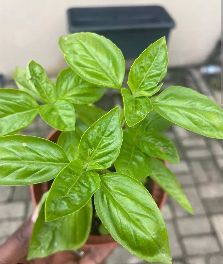 Basil: The King of Herbs . A Complete Guide
๐ฟ Origins & History
Basil (Ocimum basilicum) traces i...