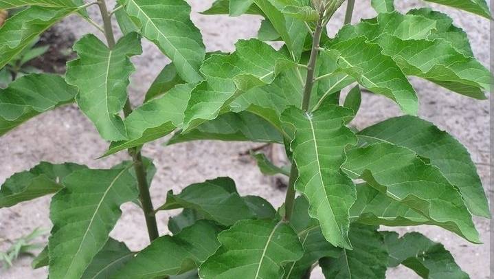 ๐ฟ THE MIRACLE LEAF YOUR GRANDMA SWEARS BY: BITTER LEAF!** ๐ฟ
Ever wondered why that bitter soup ta...