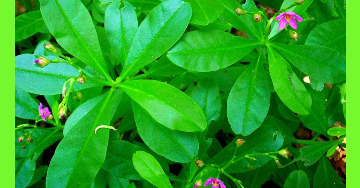 ๐ฟ THE GREEN GOLD THEY DON'T WANT YOU TO KNOW ABOUT ๐ฟ
Waterleaf (Talinum fruticosum) , the ancient...