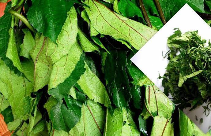 🩸 UGU LEAVES AND "BLOOD BOOSTING"

Does drinking "ugu juice" really increase blood?

Many Nigerians...