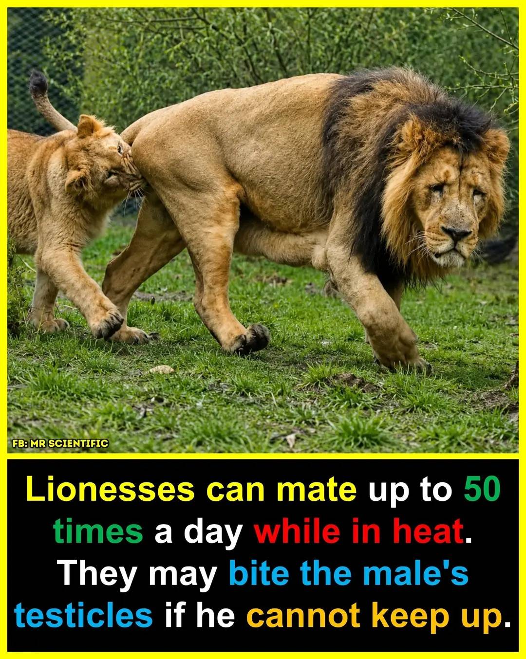 During a lioness's fertile period, she and a male may mate every 15 to 30 minutes for several days....