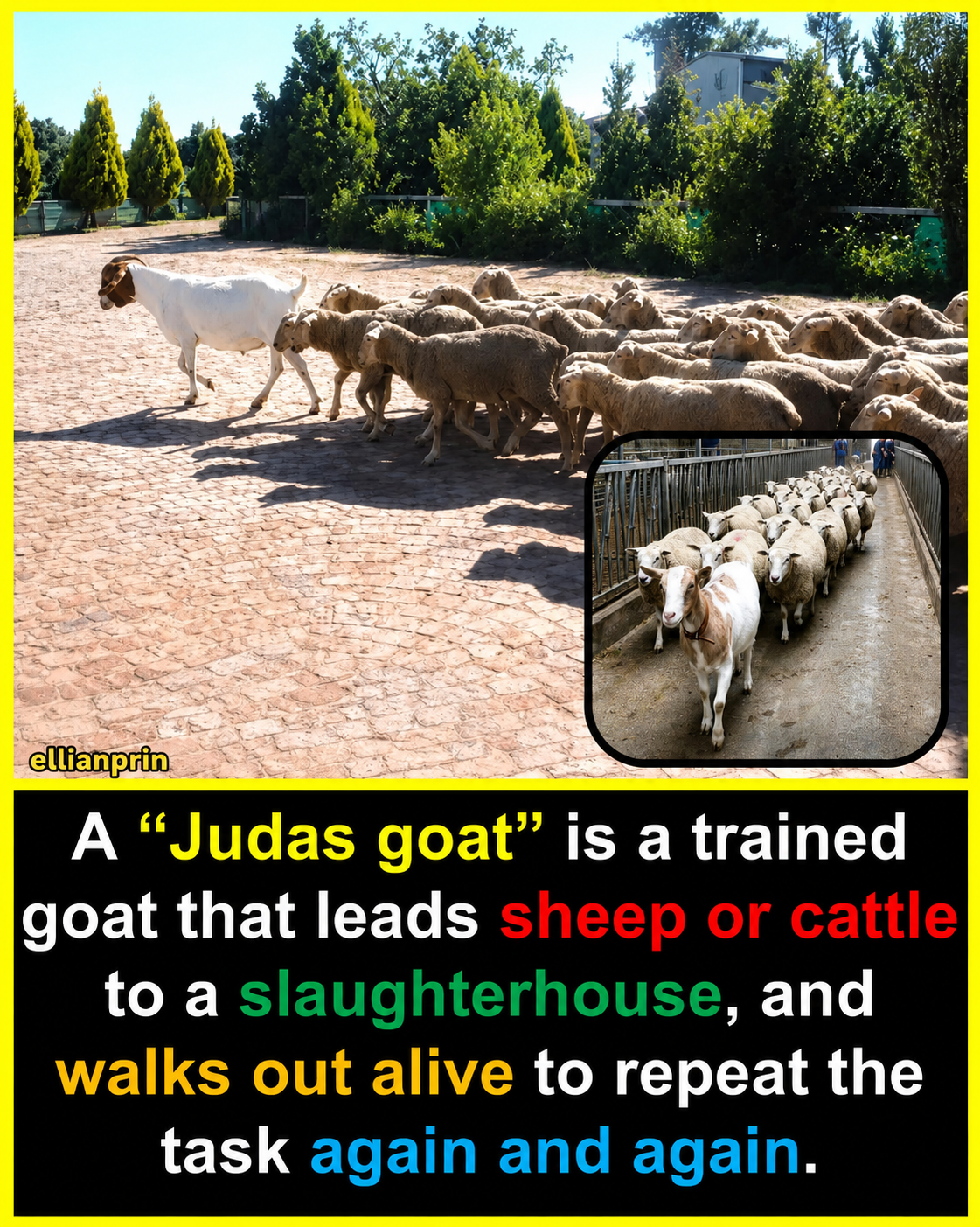 A "Judas goat" is a specially trained goat used to lead sheep or cattle because goats are naturally...