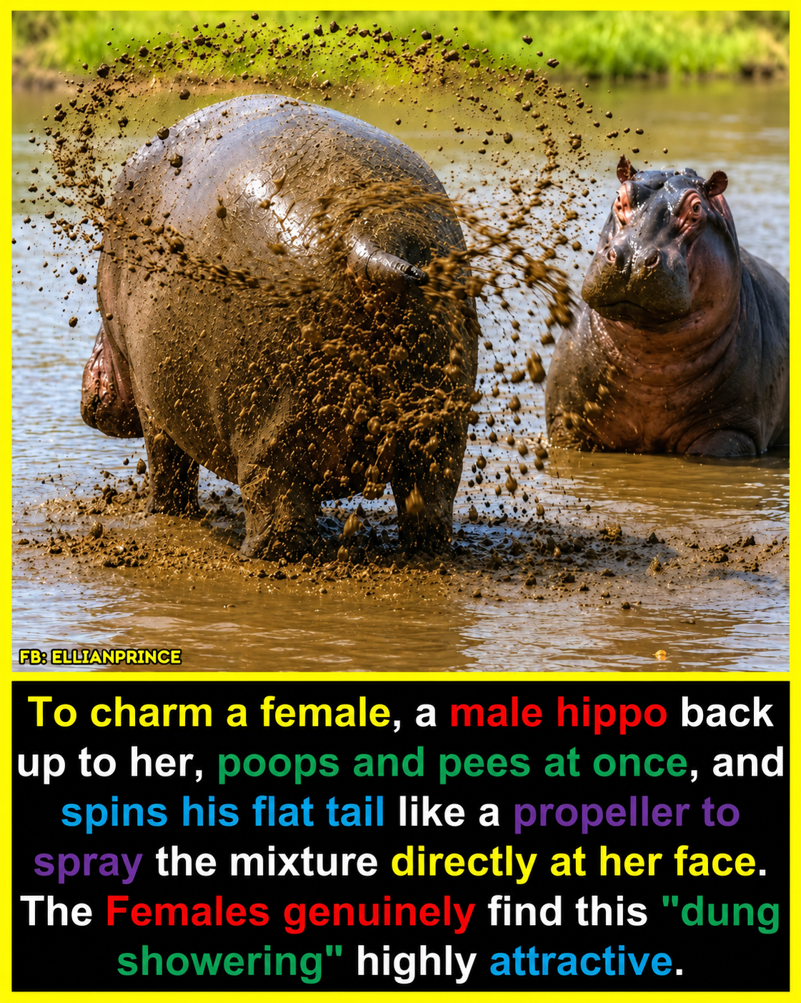 Male hippos don't rely on songs, bright colors, or elaborate dances to impress females.
Instead, t...