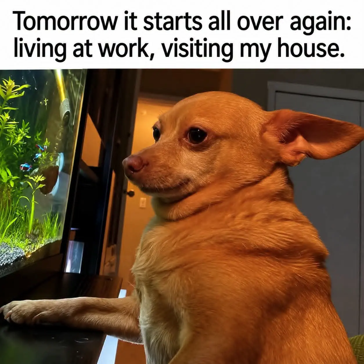 who authorized Monday to come back so fast? 😭