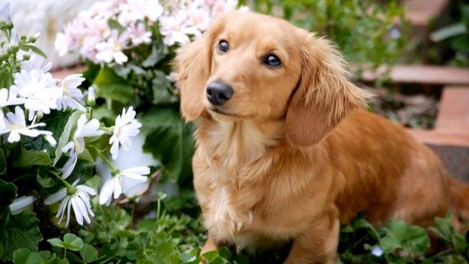 Long dog, short temper🐶 🐾