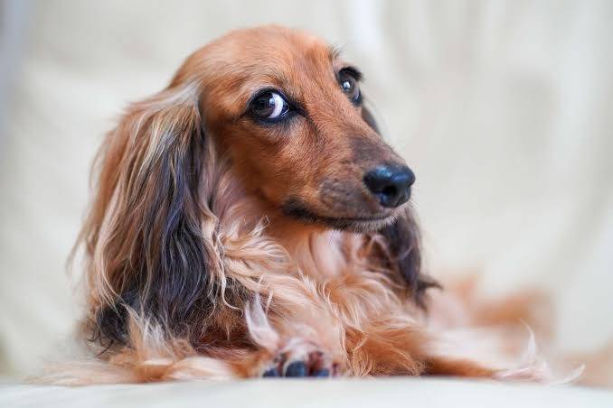 People always stopped when they saw Winston’s face. With silky brown fur and wide, knowing eyes, the...
