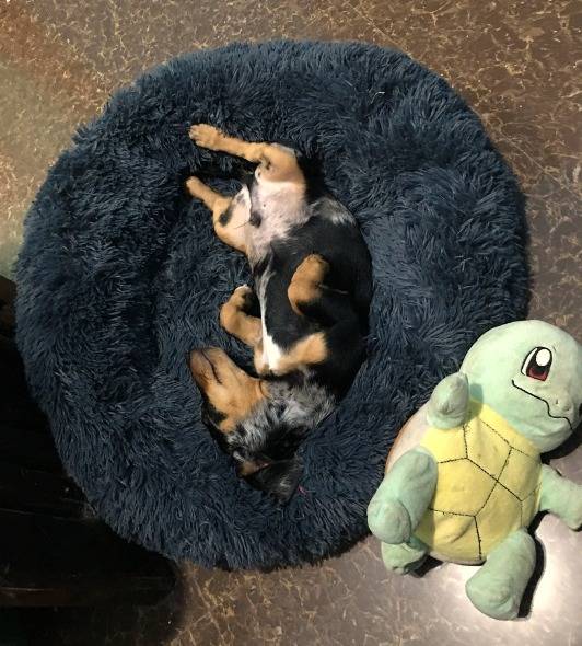 Warning: extreme levels of happiness and laziness detected. π¨πΆπ€
Meanwhile, my dog is out here li...