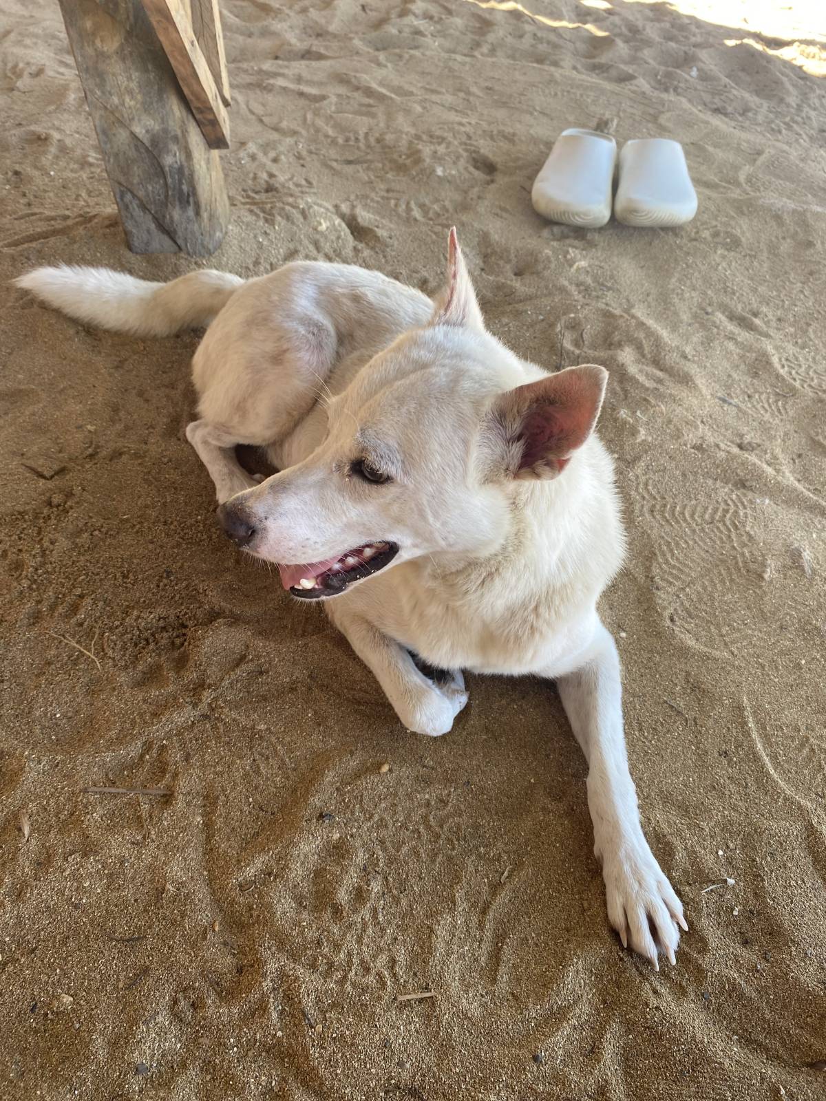 Just a happy soul enjoying the sand and the simple things in life. πΆπΎπ¦΄π€
#Life
#Trending
#Viral