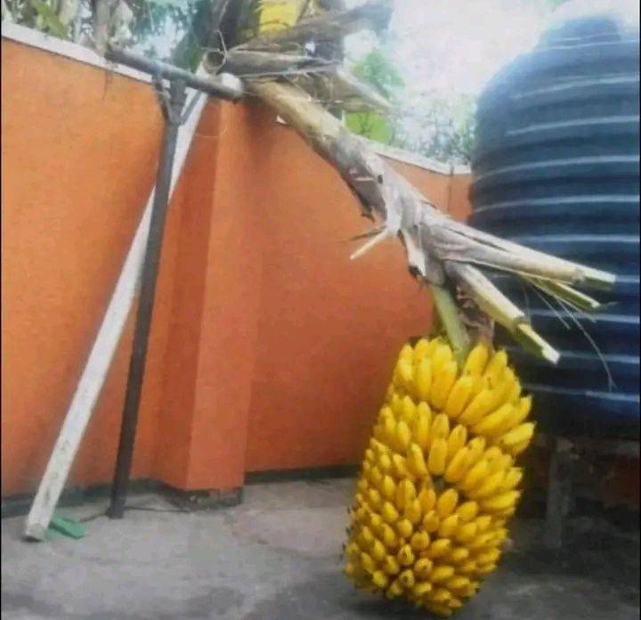 Lawyers and public opinion analysts please who owns the banana ๐๐๐