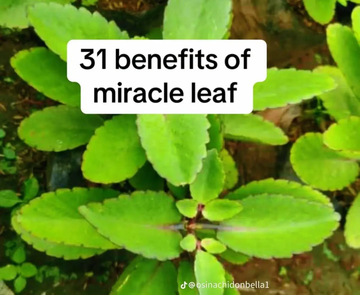 Facts About Miracle Leaf
Miracle leaf has long been valued for its healing and medicinal benefits....
