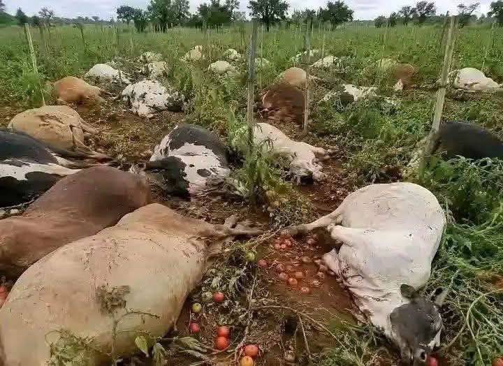 My Question
Who is Wicked - The Farmer or the Herdsmen?
MACBAN, representing Fulani groups, urges...