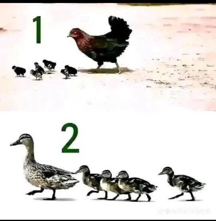 Which mother is more protective?