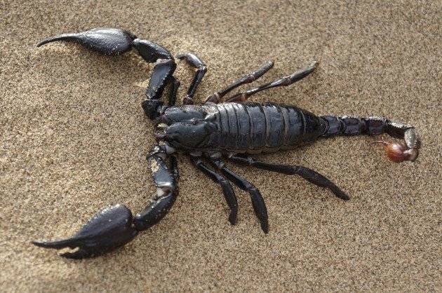 Have you ever been stung by a Scorpion?

What was your experience, and what's the best medicine to u...