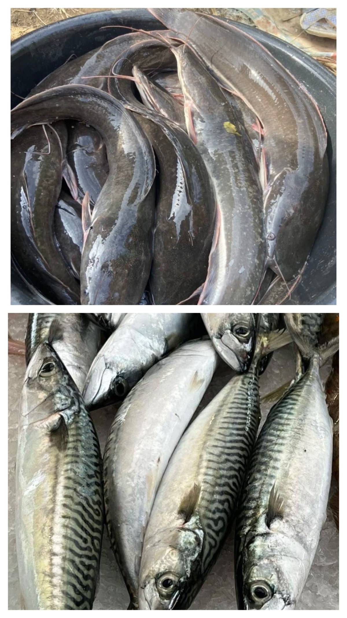 Team Mackerel or Team Catfish - which is your favourite?