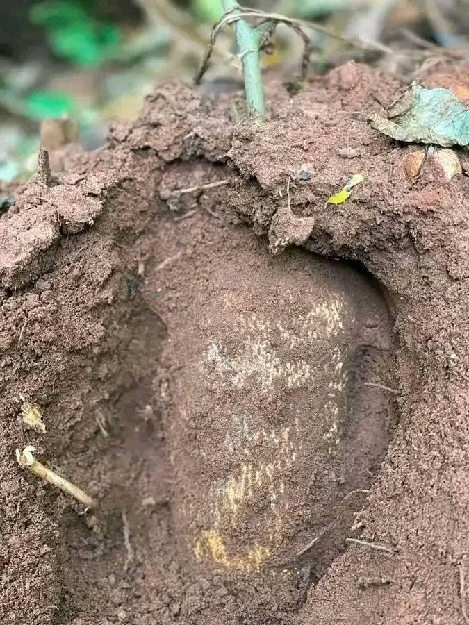 What do you see?
Yam or Something else?