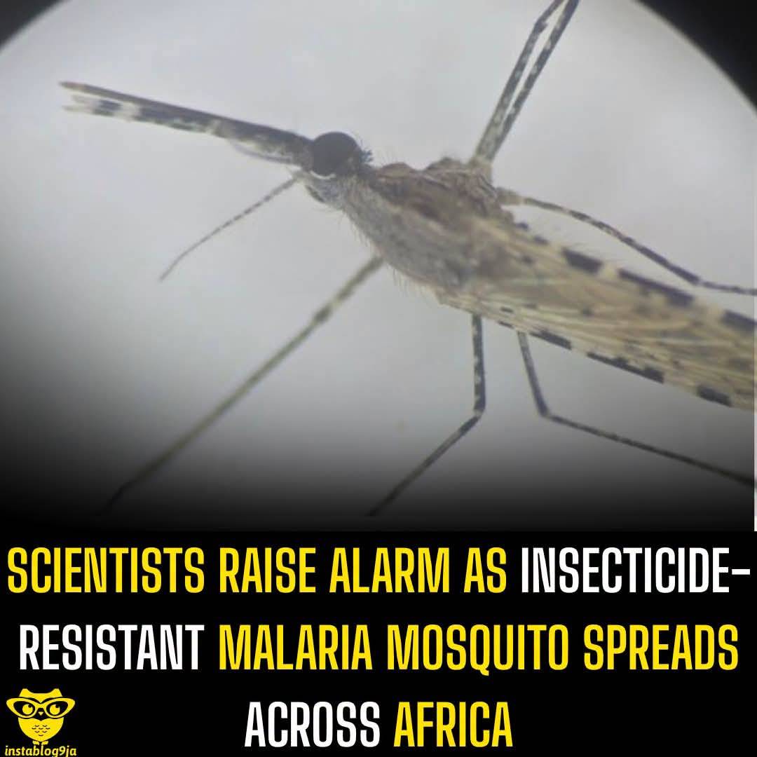 Scientists Raise Alarm as Insecticide-Resistant Malaria Mosquito Spreads Across Africa
The rapid sp...