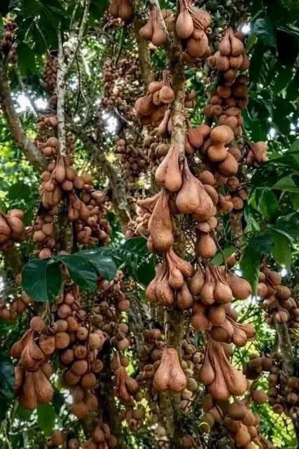 Fruit wey de give women joy π€π
#Viral