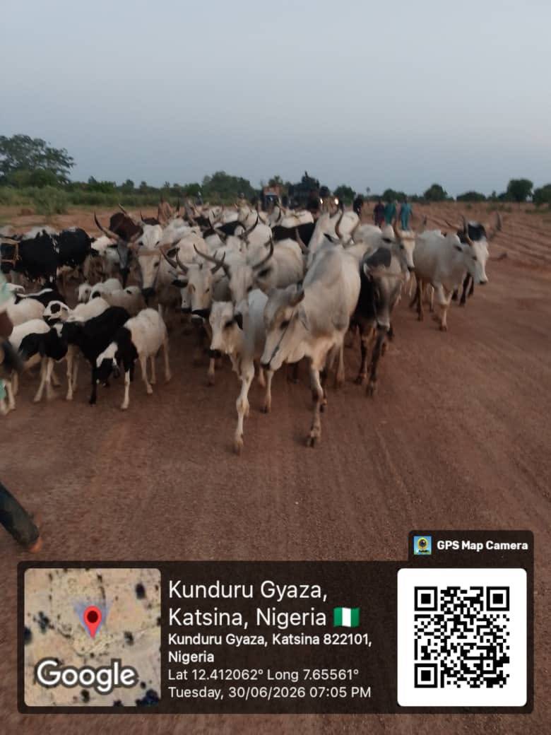 🇳🇬🪖TROOPS FOIL LIVESTOCK RUSTLING, RECOVER STOLEN ANIMALS IN KATSINA
Troops of 17 Brigade, Sector...