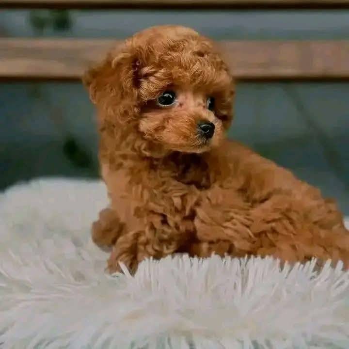 Who will love to take me home