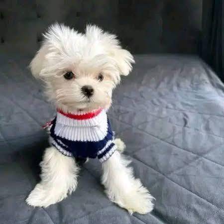 Urgent home needed for this little guy message me privately if interested in adopting