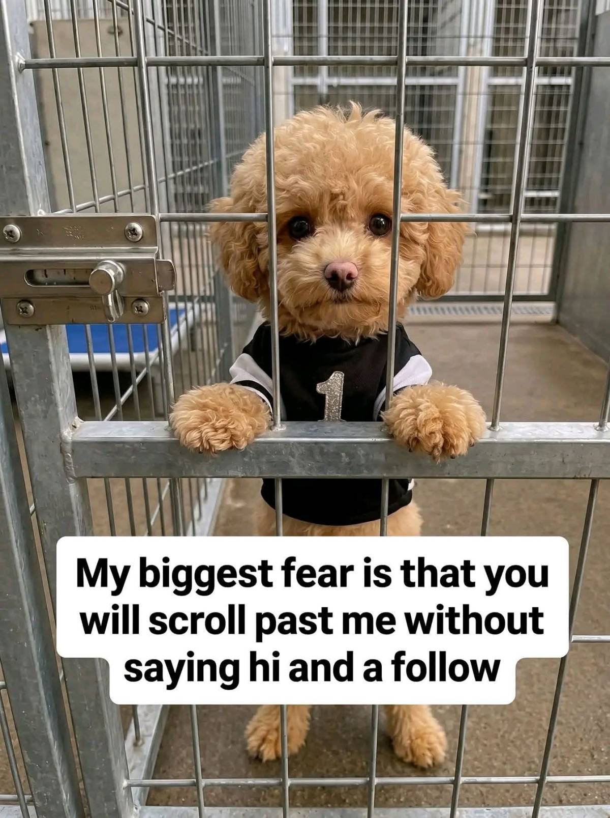 Post by Available toy poodle puppies for adoption and rehoming