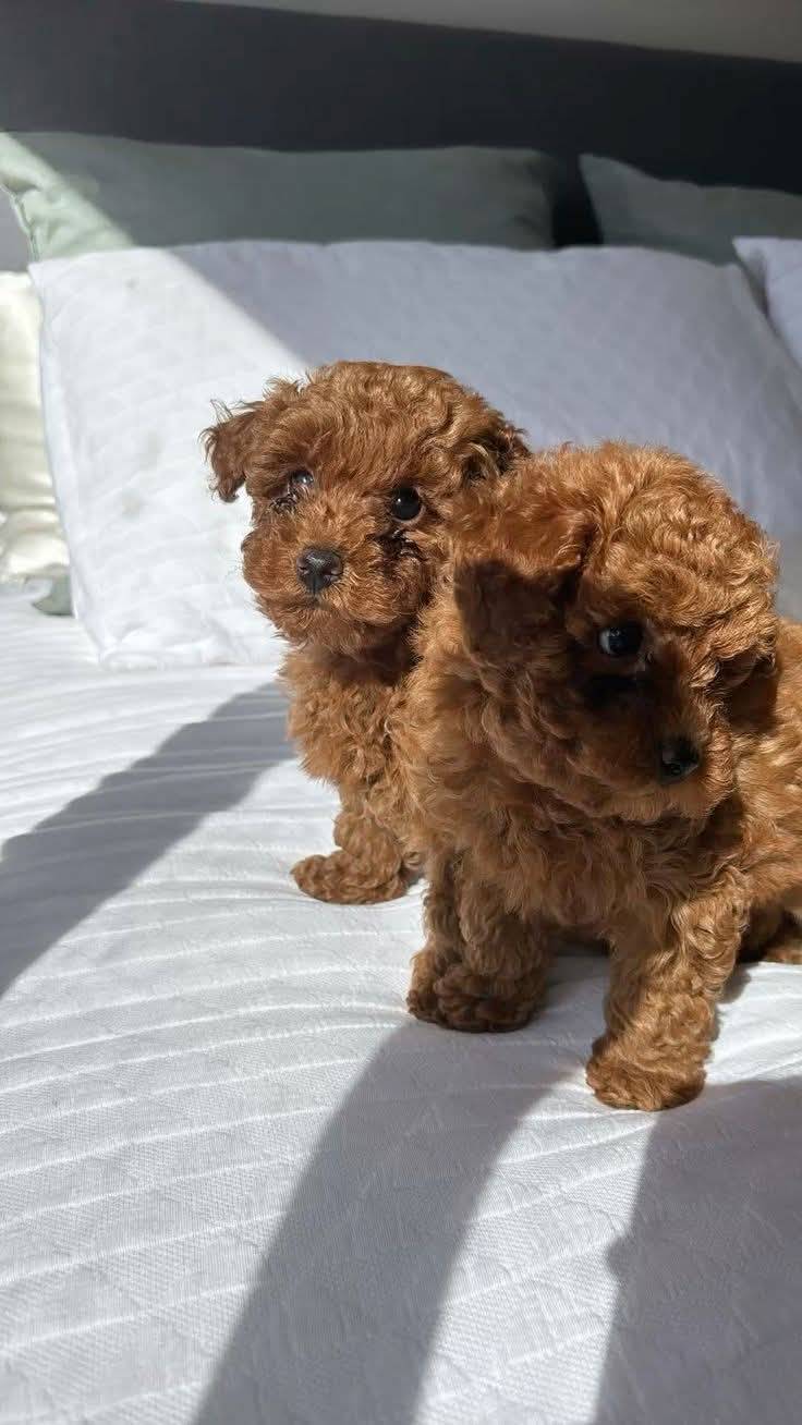 Pup's in search of a forever home needed