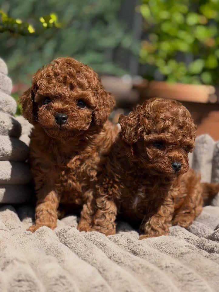 If you had a chance will you adopt one of our puppies