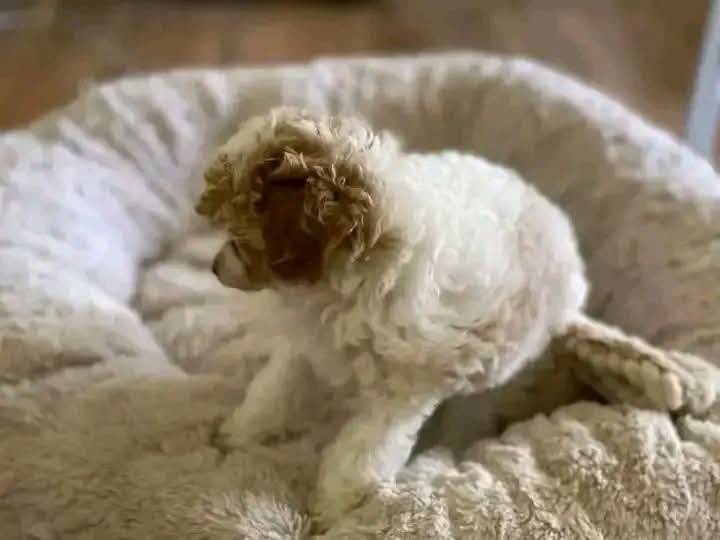 Toy poodle puppies available for adoption and rehoming