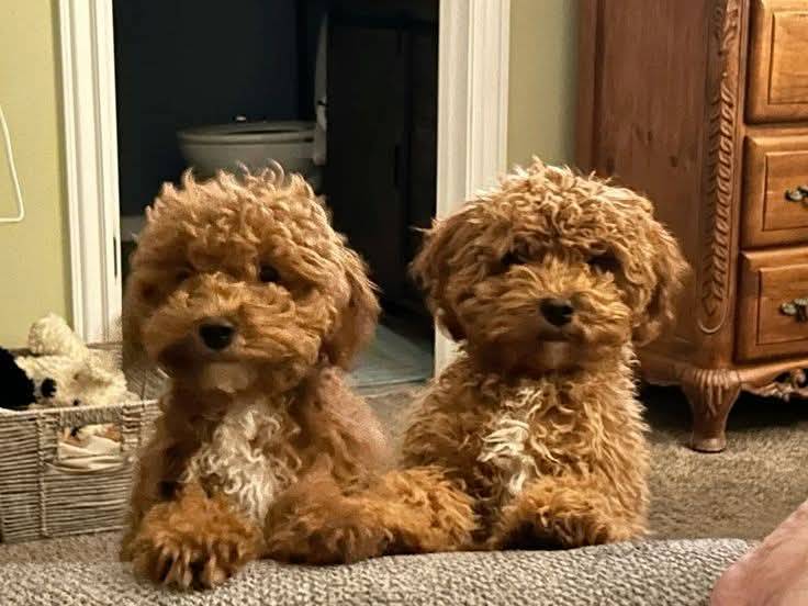 Male and female need a companion inbox me if interested