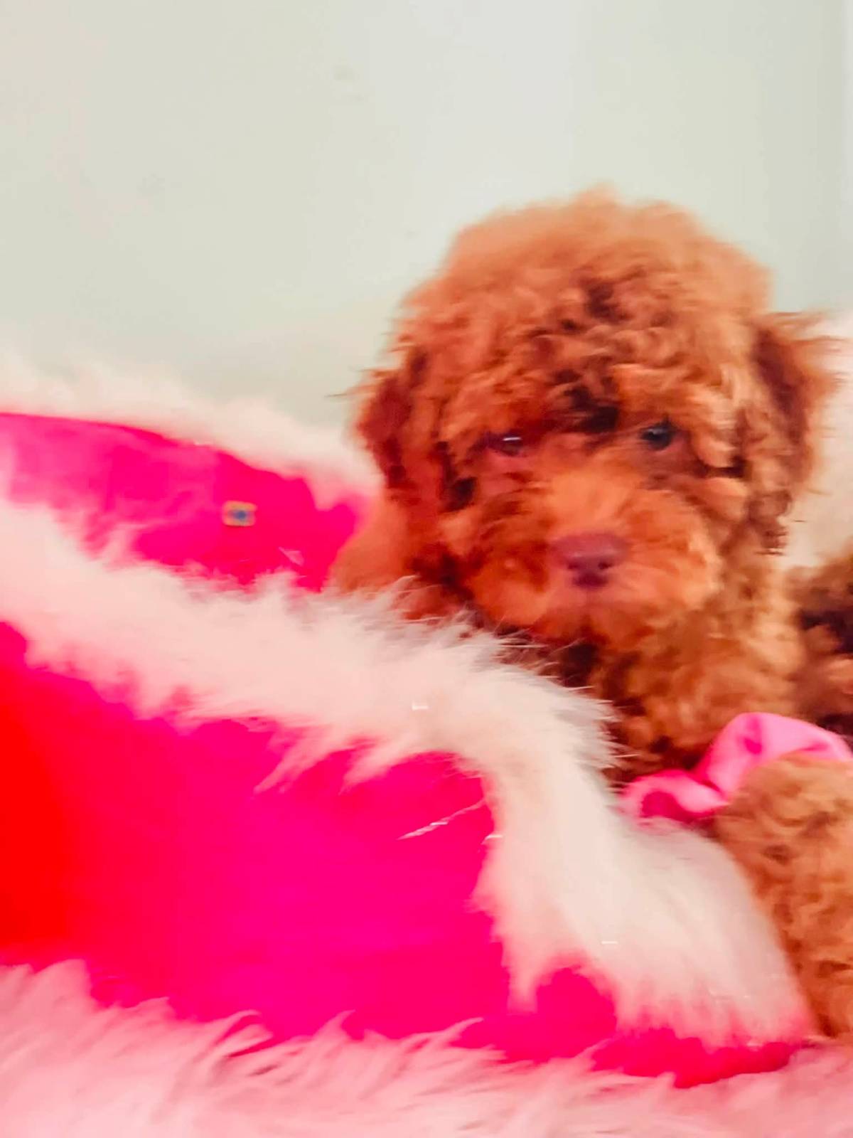 Cutie needs a home
